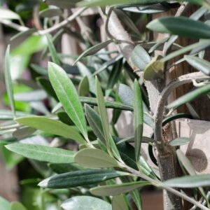 olea-europaea-olivovnik-rastlinkovo