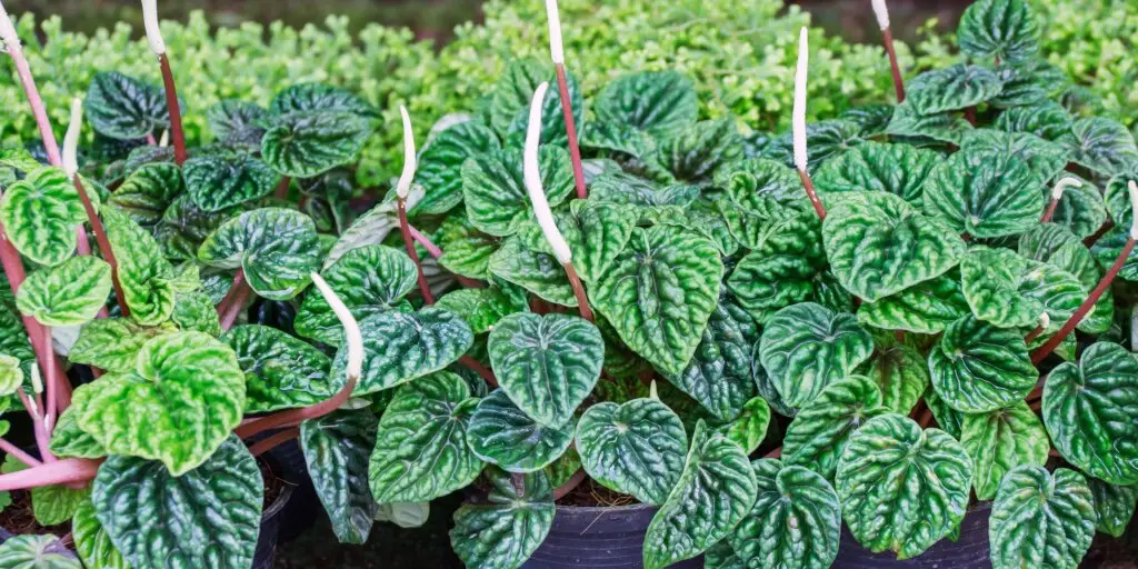 peperomia-ako-sa-starat-o-rastliny-rastlinkovo