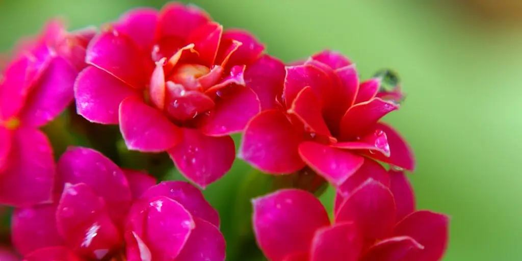 kalanchoe-rastlinkovo