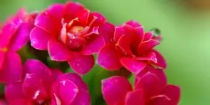kalanchoe-rastlinkovo