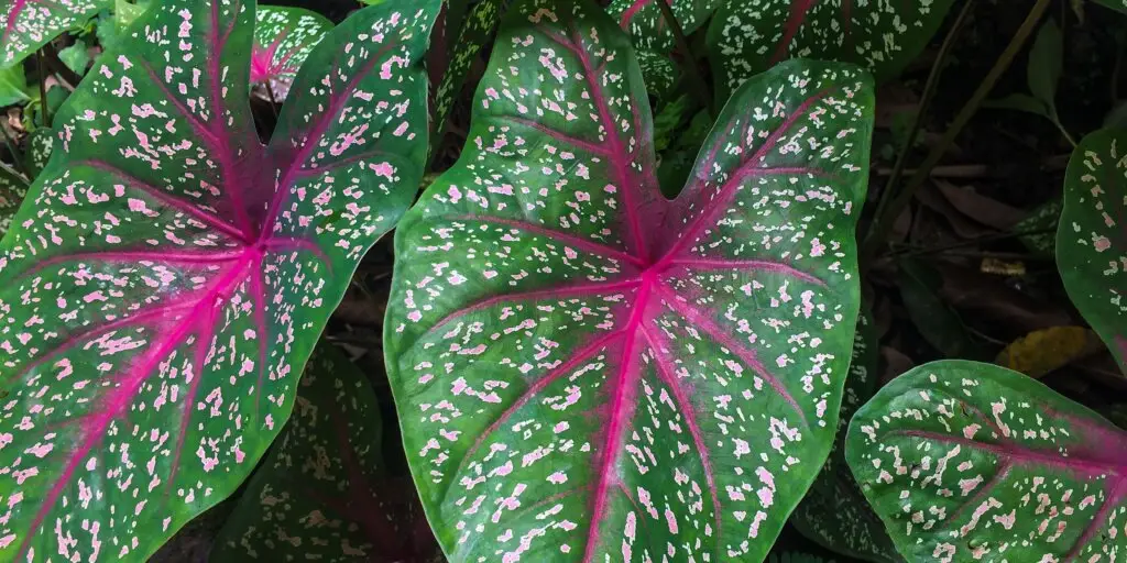 Caladium: ako sa starať o tieto pôsobivé rastliny 2 3 23
