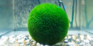 Cladophora-aegagropila-riasogula-moss-ball-marimo-rastlinkovo
