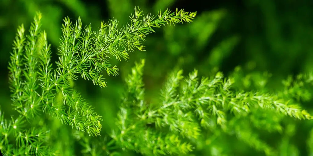 asparagus-ako-sa-starat-o-rastliny-rastlinkovo