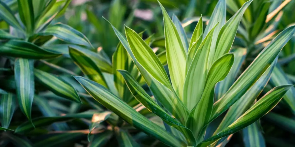 dracaena-dracena-ako-pestovat-rastliny-rastlinkovo