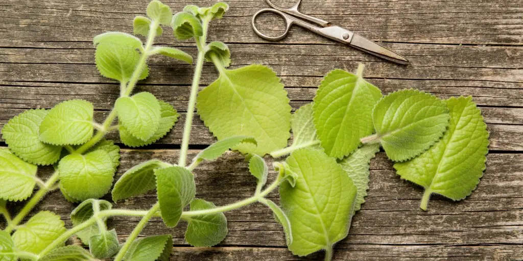 plectranthus-nadchovnik-cuban-oregano-rastlinkovo