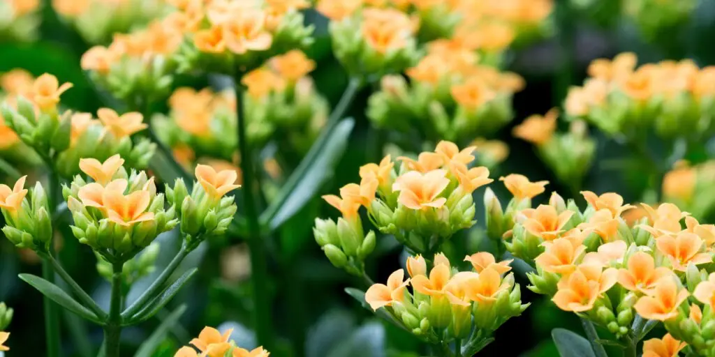 kalanchoe-rastlinkovo