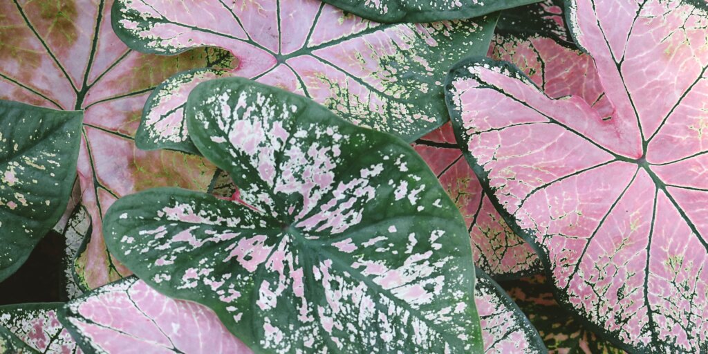 Caladium: ako sa starať o tieto pôsobivé rastliny 3 4 22