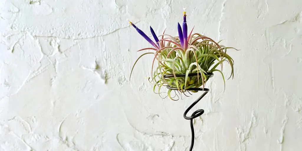 tillandsia-ako-pestovat-vzdusne-rastliny-rastlinkovo