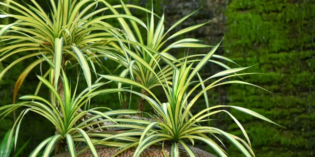 dracaena-dracena-ako-pestovat-rastliny-rastlinkovo