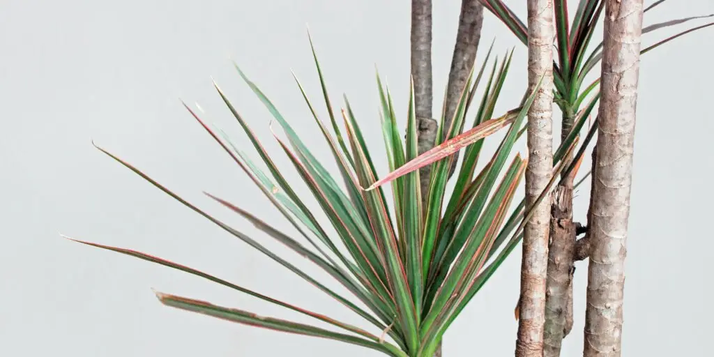dracaena-dracena-ako-pestovat-rastliny-rastlinkovo