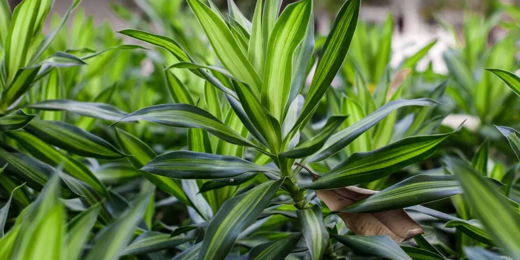 dracaena-dracena-ako-pestovat-rastliny-rastlinkovo