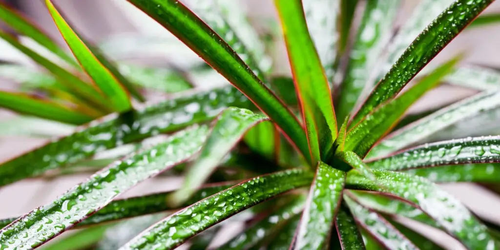dracaena-dracena-ako-pestovat-rastliny-rastlinkovo
