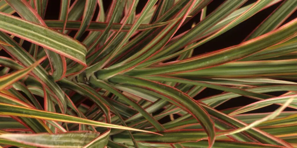 dracaena-dracena-ako-pestovat-rastliny-rastlinkovo