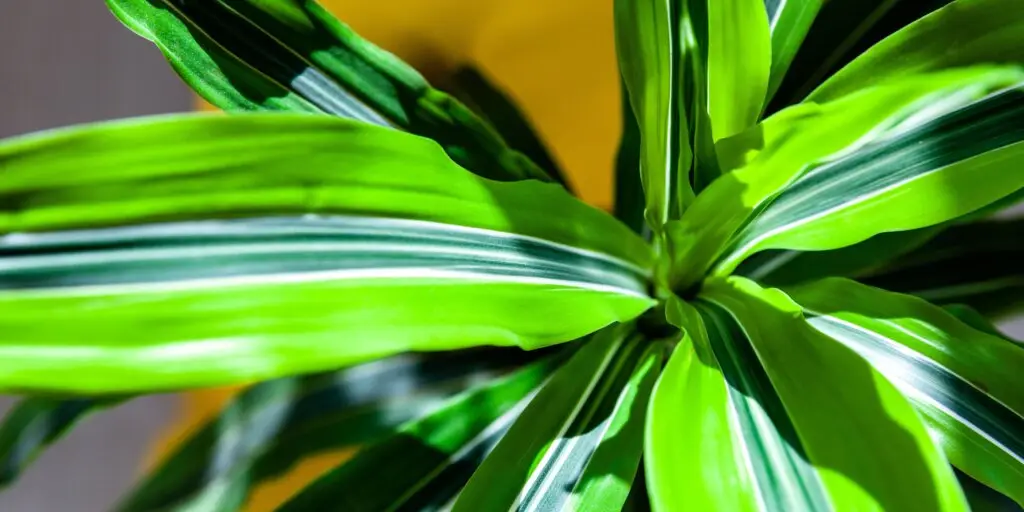 dracaena-dracena-ako-pestovat-rastliny-rastlinkovo