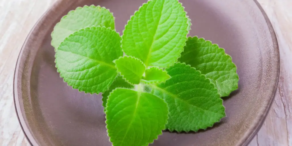 plectranthus-nadchovnik-cuban-oregano-rastlinkovo