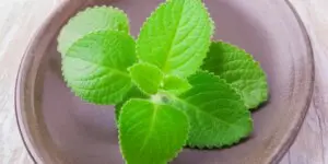 plectranthus-nadchovnik-cuban-oregano-rastlinkovo