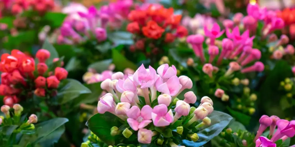 kalanchoe-rastlinkovo