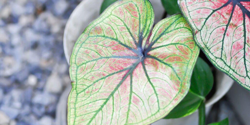 Caladium: ako sa starať o tieto pôsobivé rastliny 4 5 19