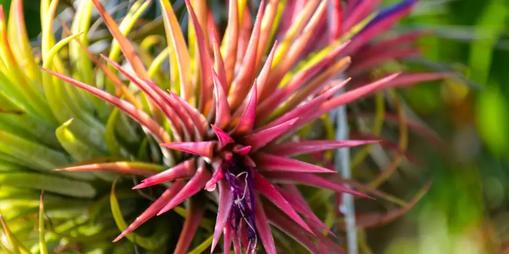 tillandsia-ako-pestovat-vzdusne-rastliny-rastlinkovo