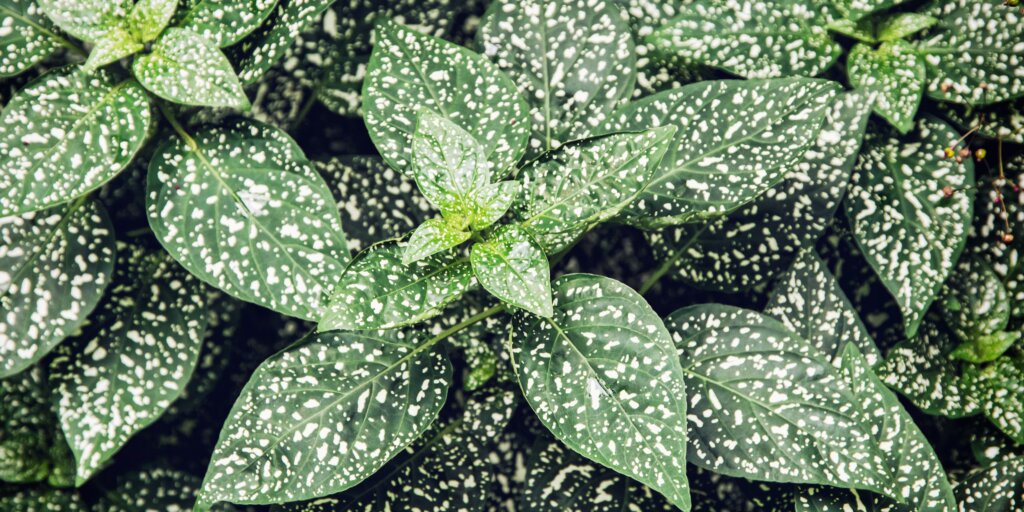 Hypoestes: najfarebnejšia rastlina, ktorú musíte mať 3 hypoestes-phyllostachya-rastlinkovo
