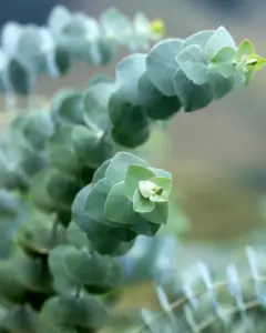 eukalyptus-pestovanie-rastlinkovo