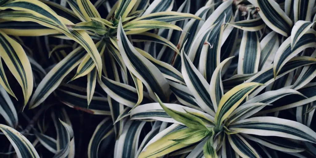 dracaena-dracena-ako-pestovat-rastliny-rastlinkovo