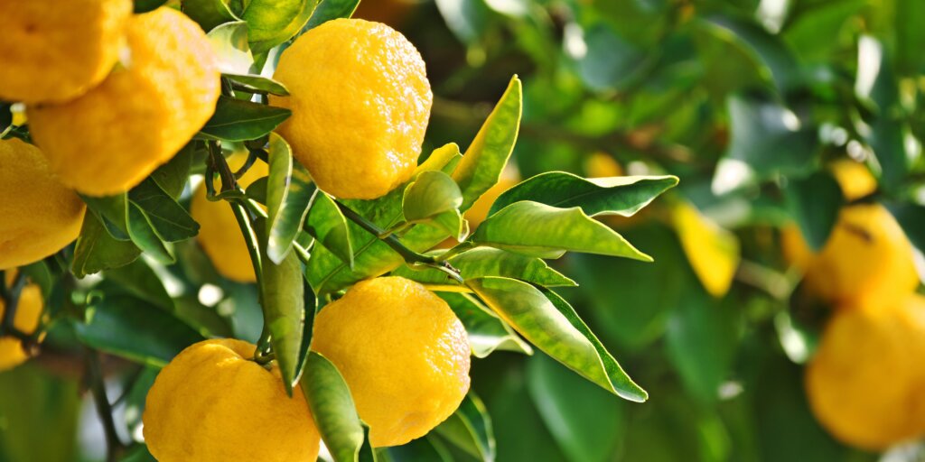 Citrusy: pestujte trochu exotiky doma! 1 citrusy-ako-sa-starat-o-rastliny-rastlinkovo