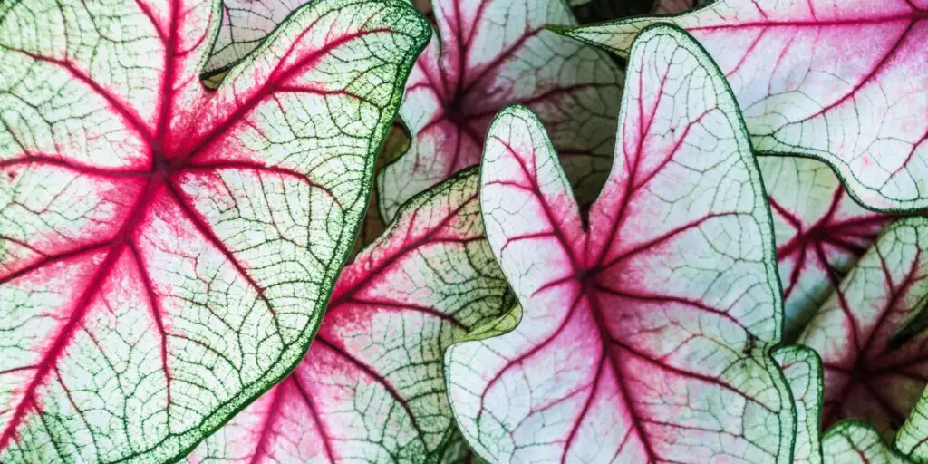 Caladium: ako sa starať o tieto pôsobivé rastliny 5 6 20