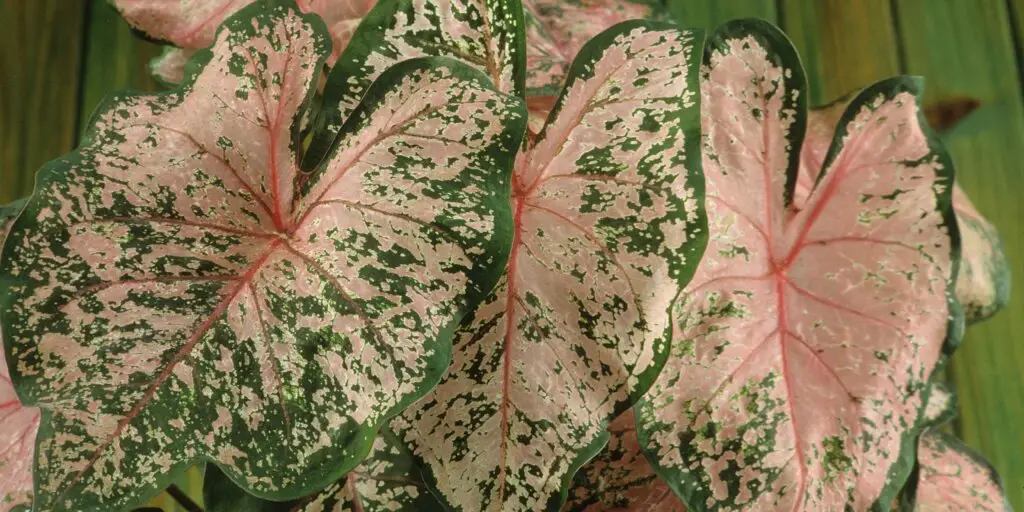 Caladium: ako sa starať o tieto pôsobivé rastliny 6 7 17