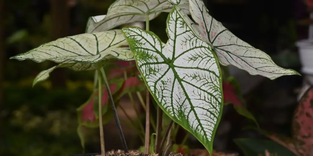 Caladium: ako sa starať o tieto pôsobivé rastliny 11 8 15