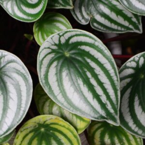 peperomia-watermelon-rastlinkovo