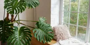 monstera-ako-na-derave-listy-rastlinkovo