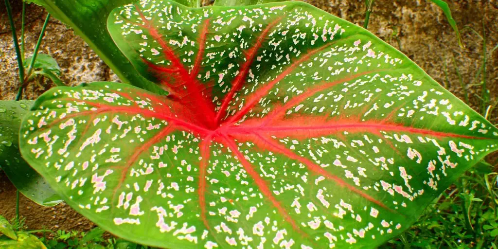 Caladium: ako sa starať o tieto pôsobivé rastliny 12 9 11