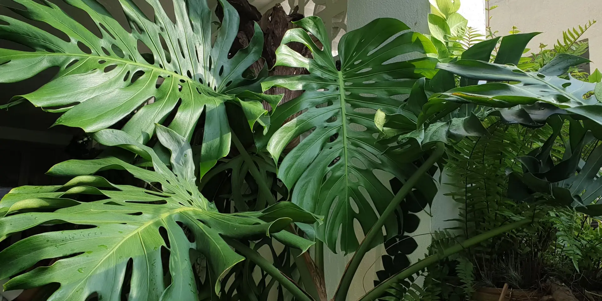 monstera-ako-na-derave-listy-rastlinkovo