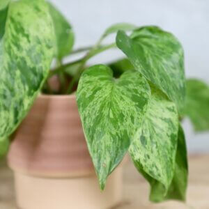 Epipremnum-Pothos-Marble-Queen-rastlinkovo