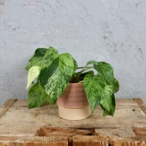 Epipremnum-Pothos-Marble-Queen-rastlinkovo