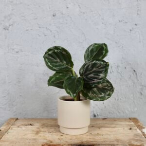 calathea-medaillon-baby-rastlinkovo