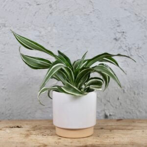 dracaena-compacta-kanzi-rastlinkovo