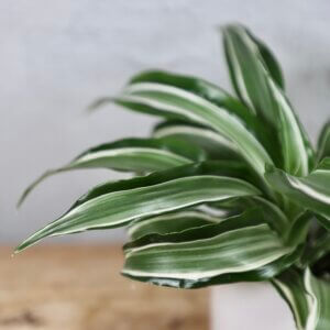 dracaena-compacta-kanzi-rastlinkovo
