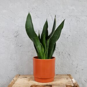 sansevieria-green-on-green-rastlinkovo