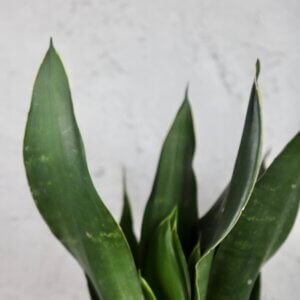 sansevieria-green-on-green-rastlinkovo