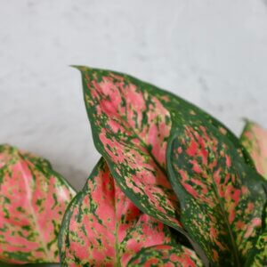 aglaonema-anyamanee-rastlinkovo