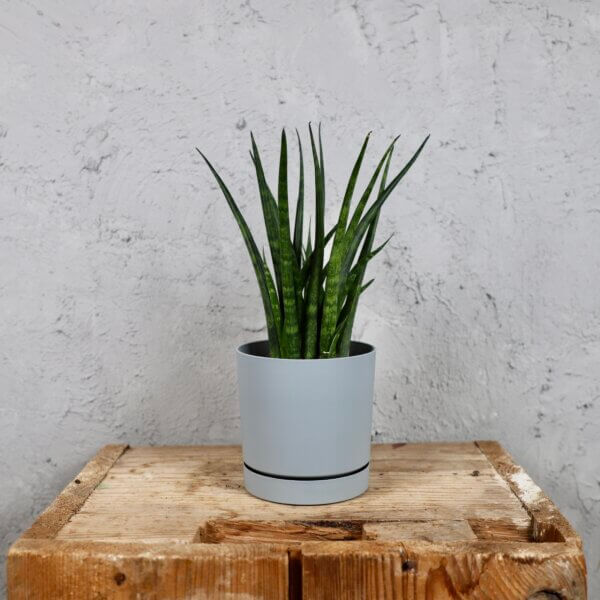 Prosperplast-plastovy-kvetinac-Tubo-P-light-grey-sansevieria-mikado-svokrine-jazyky-rastlinkovo