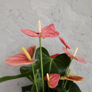 anthurium-colorado-rastlinkovo