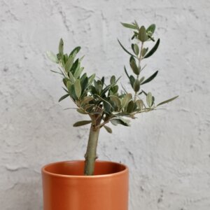 olea-oliva-rastlinkovo