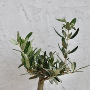 olea-oliva-rastlinkovo