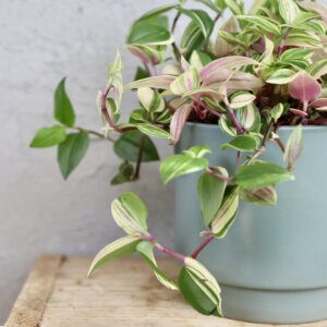 tradescantia-quadricolor-rastlinkovo