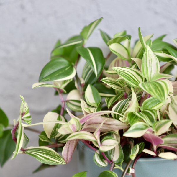 tradescantia-quadricolor-rastlinkovo