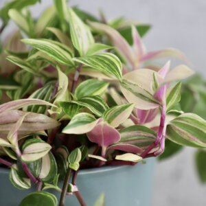 tradescantia-quadricolor-rastlinkovo
