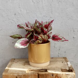 begonia-rosie-rastlinkovo
